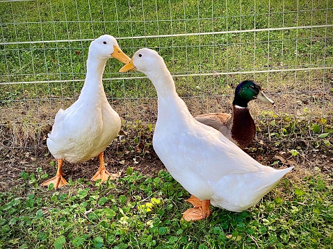 Three ducks in a bin on a farm.