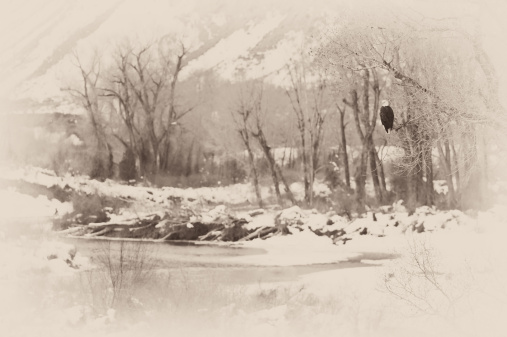 Bald Eagle in Cottonwood Tree Antique Image.  Wild bald eagle in tree along scenic river in winter with fly fisherman in background.  Iconic American bird perched on branch scouting for food and keeping a lookout for predators.  Captured as a 14-bit Raw file. Converted to sRGB color space.