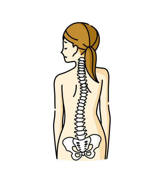 plecy kobiety i zniekształcony kręgosłup - backache lumbar vertebra human spine posture stock illustrations