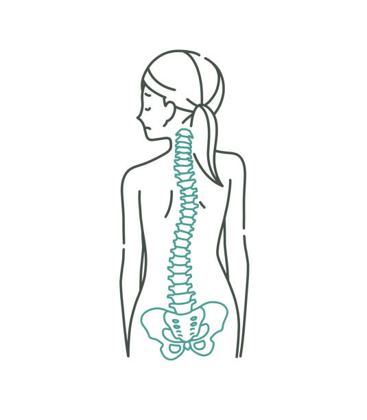 plecy kobiety i zniekształcony kręgosłup - backache lumbar vertebra human spine posture stock illustrations