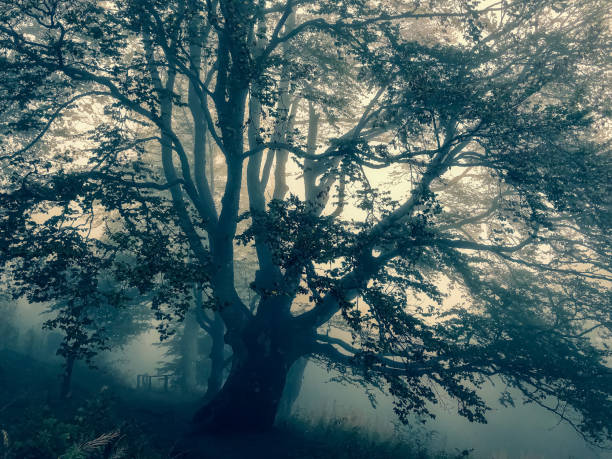 istock Trees in the Black Forest in Germany with fog. 1344164102