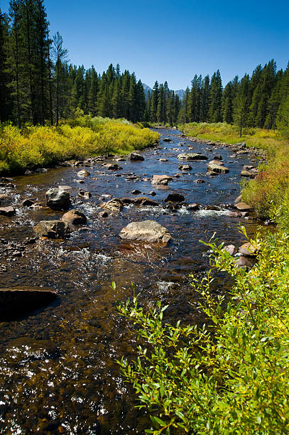 istock Mountain Stream with Fresh Flowing Water 134416589