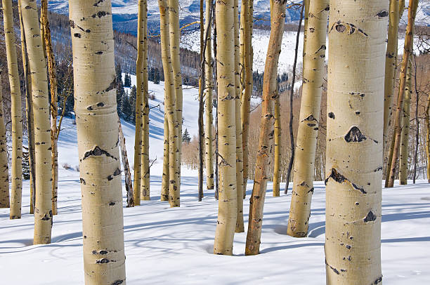 Landscape of mountain forest covered with fresh snow.  Image was created at Sandia Peak in New Mexico, USA.