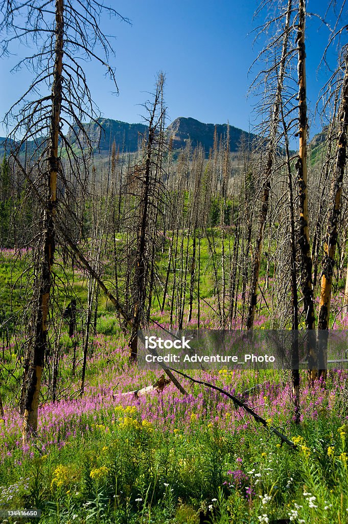 Árbol de flores silvestres en plena quemado Alpine Forest - Foto de stock de Aire libre libre de derechos