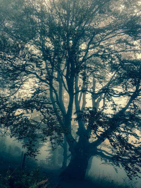 istock Trees in the Black Forest in Germany with fog. 1344167249
