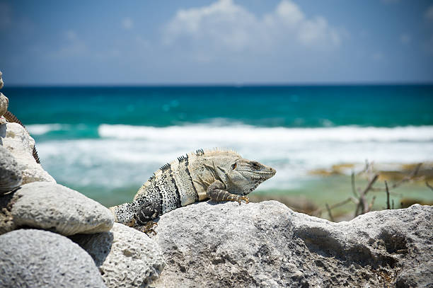 istock Iguana on Rock and Blue Ocean Backdrop 134417150