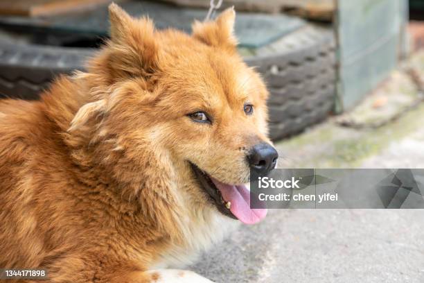 Close Up Of A Beautiful Yellow Dogs Head Stock Photo - Download Image Now - Alternative Pose, Animal, Animal Body Part