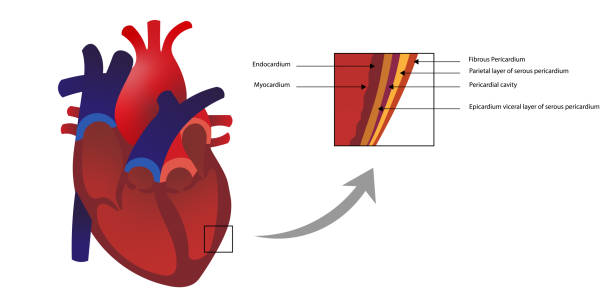 слои стен сердца. эндокард и слои миокарда. - pulmonary valve stock illustrations