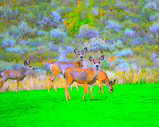 Four Deer in Vibrant Color stock photo