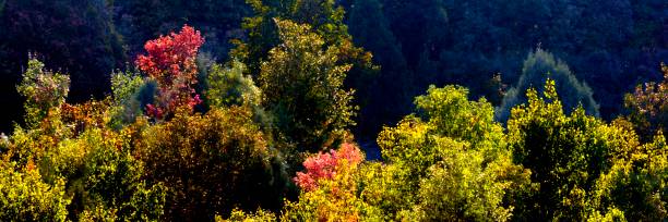 Reds and Early Autumn Gold stock photo