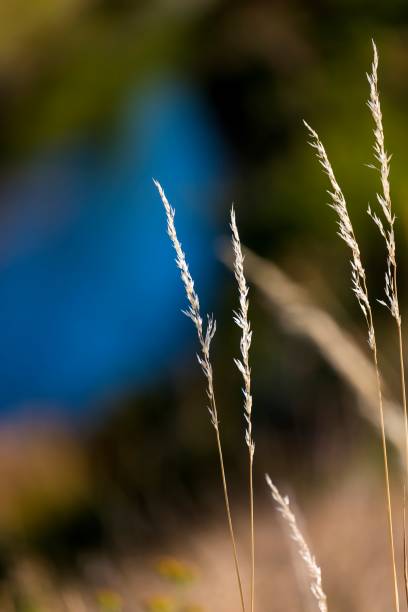 Natural Still Life stock photo