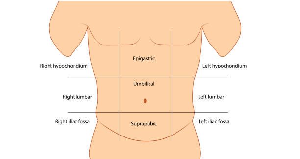 istock Abdominal wall anatomy sections. Male abdominal anatomy 1344172717