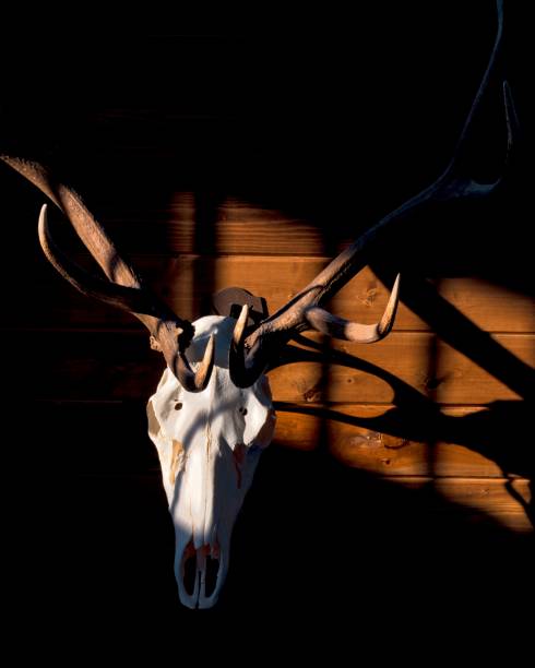 Shadow From Elk Skull stock photo