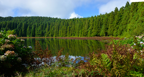 Lush foliage on the shores of one of the green lagoons from S. Miguel island, Azores, Portugal.