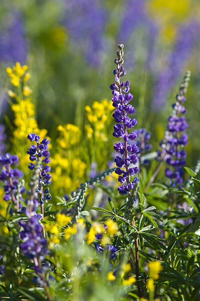 łubin i na łonie natury w góry łąka - wildflower flower colorado lupine zdjęcia i obrazy z banku zdjęć