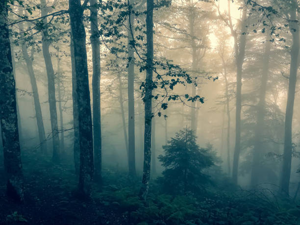 istock The Black Forest in Germany with fog. 1344173535