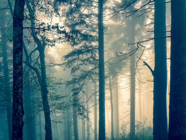 istock The Black Forest in Germany with fog. 1344173706