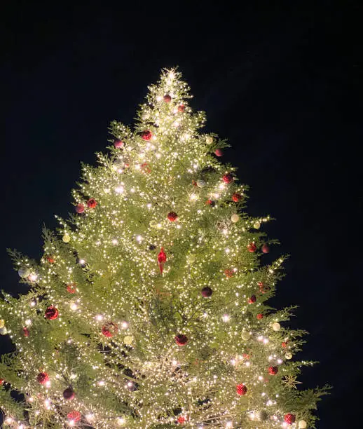 Photo of A large Christmas tree lit up at night.