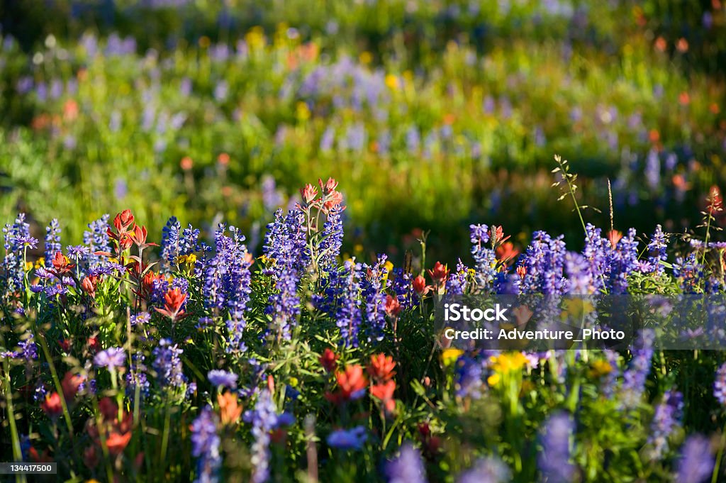 Кластер Lupin и индийского Кисть Wildflowers - Стоковые фото Без людей роялти-фри