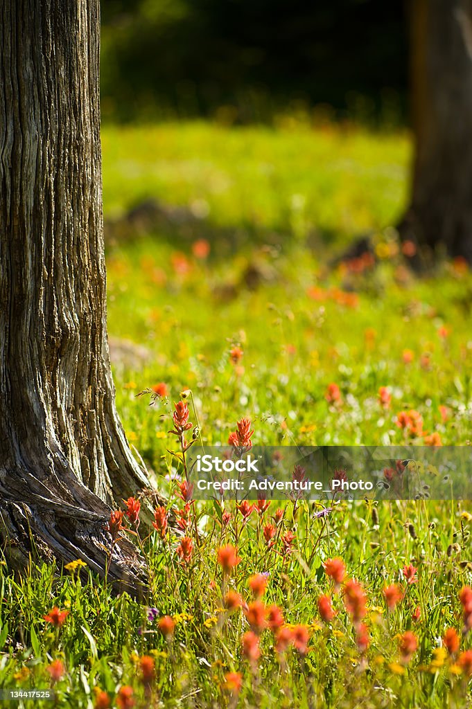 アルパイン Meadow 、エフデグサと花の鮮やかなワイルドフラワー - アウトフォーカスのロイヤリティフリーストックフォト