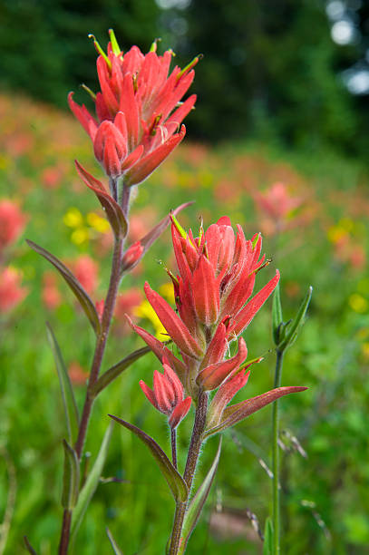 istock Indian Paintbrush Closeup Detail with Copy Space 134417576