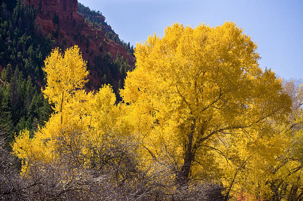istock Scenic Autumn Cottonwood Trees 134417698