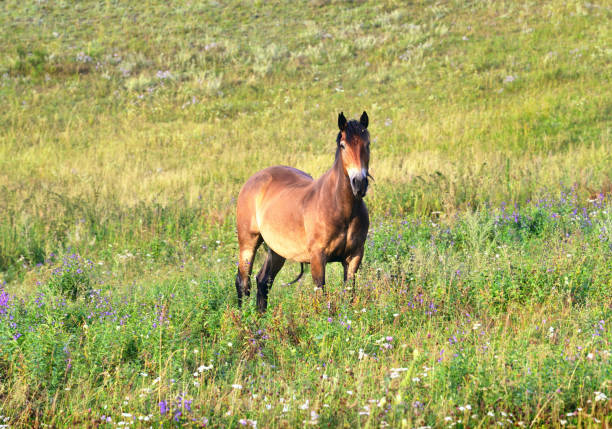 istock A bay horse is grazing in a meadow 1344179436