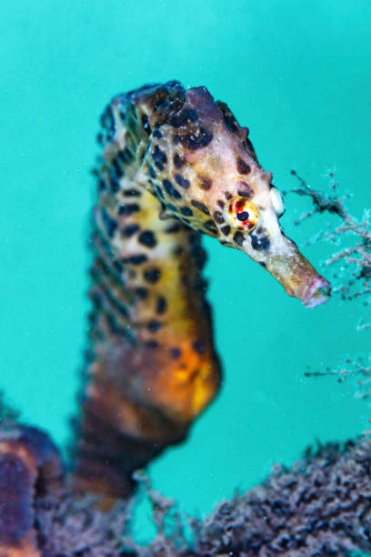 istock Side View of a Pot Belly Seahorse 1344179533
