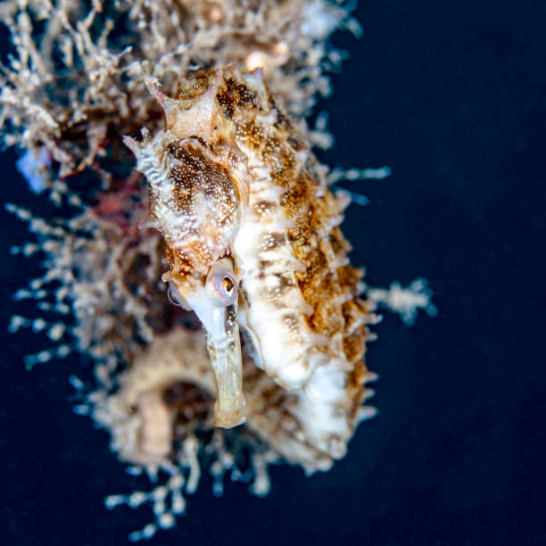 istock An Endangered Whites Seahorse on a Dark Background 1344179538