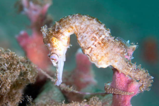 Barbours seahorse swimming in sea by black background. Cute Hippocampus barbouri with curled tail swims in aquarium. Small seahorse in deep dark ocean, side view