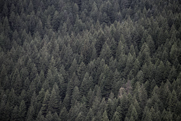 istock Dense forest hundreds of trees covered wilderness oregon evergreen 1344180224