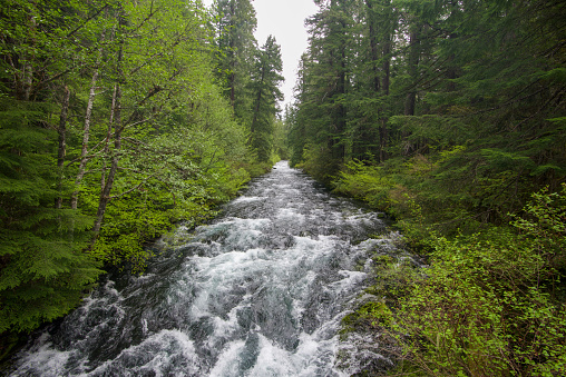 Big river in the middle of dense green forest oregon state wilderness