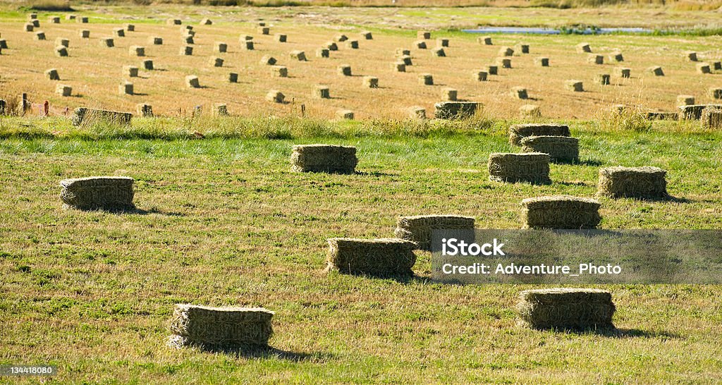 Hay Bales in Feld auf der Ranch - Lizenzfrei Anhöhe Stock-Foto