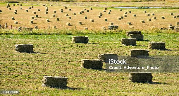 Hay Bales In Feld Auf Der Ranch Stockfoto und mehr Bilder von Anhöhe - Anhöhe, Berg, Farbbild