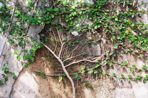 istock Small tree branch with green leaf growing on concrete cracked wall background 1344181106