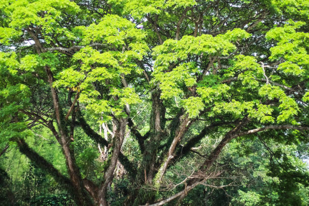grand arbre de pluie ou branche de samanea saman avec fond naturel de feuillage vert coloré - walnut tree walnut nut branch photos et images de collection
