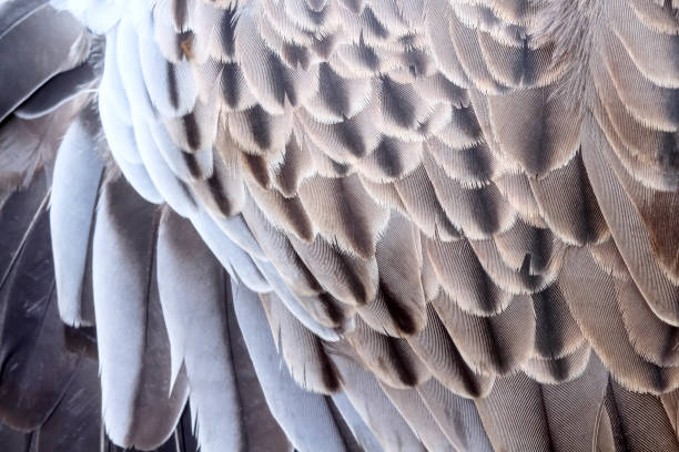 istock Bird fur texture , beautiful animal skin patterns for nature background 1344181767
