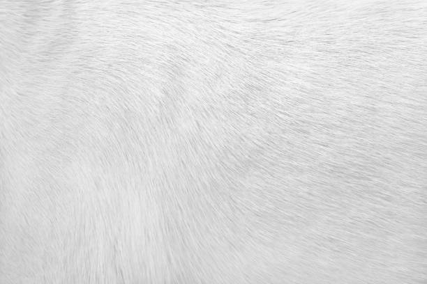 istock Line seamless patterns with soft texture of dog fur background 1344181830