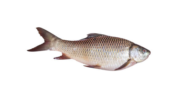 istock Sultan fish (  Mad carp ) or  Leptobarbus hoevenii isolated on white background , clipping path 1344182911