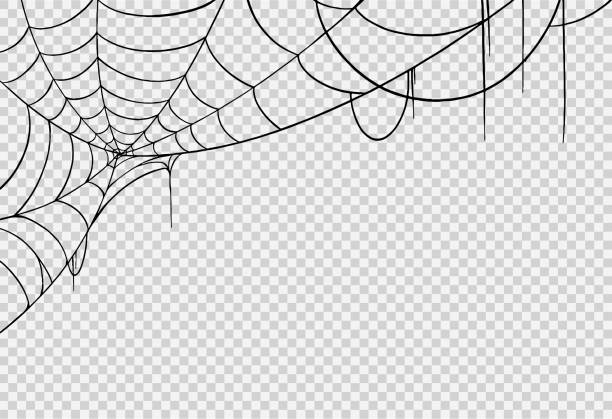 Halloween party background with spiderwebs isolated jpg or transparent texture,blank space for text,element template for poster,brochures, online advertising,vector illustration Halloween party background with spiderwebs isolated jpg or transparent texture,blank space for text,element template for poster,brochures, online advertising,vector illustration spider web stock illustrations