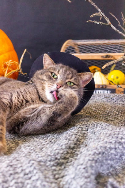 istock A grey cat next to an orange pumpkin 1344186446