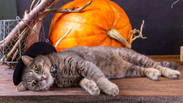 istock A grey cat next to an orange pumpkin 1344186448