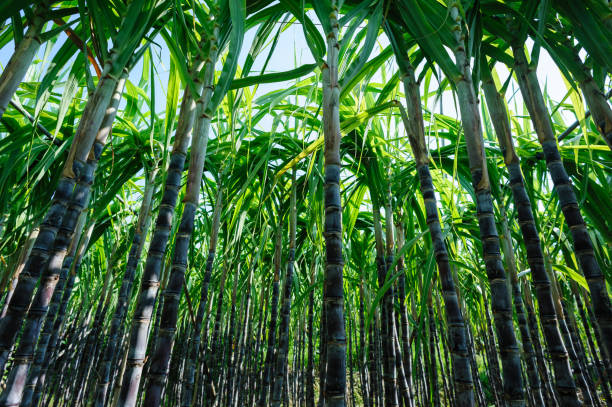 istock Sugarcane plants growing at field 1344188486