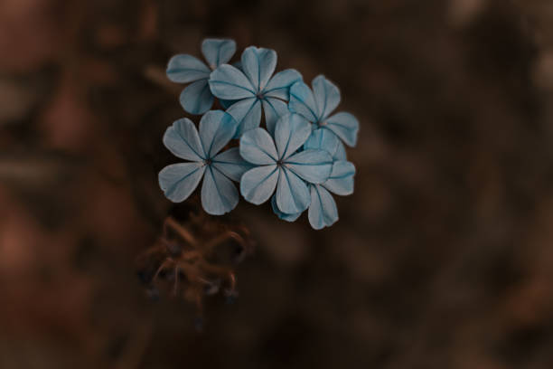 istock Blue flowers in the darkness. Horizontal. Copy space. Selective focus 1344188497