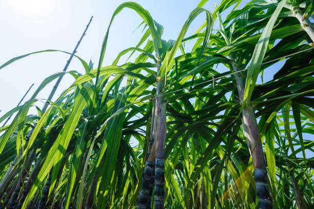 istock Sugarcane plants growing at field 1344188505