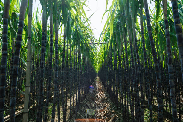 istock Sugarcane plants growing at field 1344188523