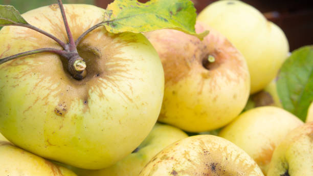 yellow apples with leaves, close-up stock photo
