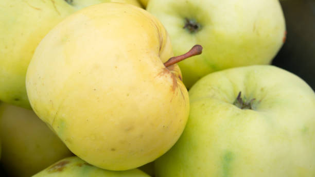 yellow apples, close-up stock photo