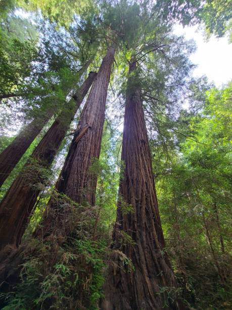 las secuoyas tocan el cielo - rainforest redwood sequoia footpath fotografías e imágenes de stock