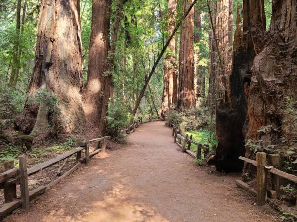 ruta de senderismo a través del bosque de secuoyas - rainforest redwood sequoia footpath fotografías e imágenes de stock